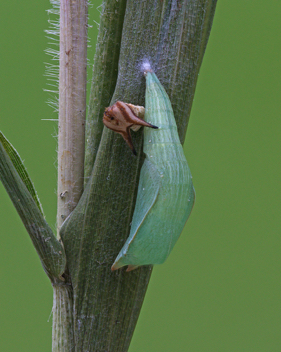 Gemmed Satyr chrysalis